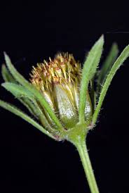 Attēlu rezultāti vaicājumam “Bidens frondosa flower”
