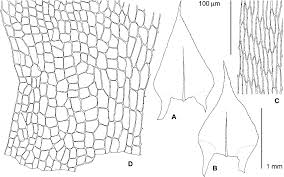 Attēlu rezultāti vaicājumam “Sciuro-hypnum reflexum”
