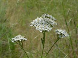 Attēlu rezultāti vaicājumam “Achillea millefolium flower”