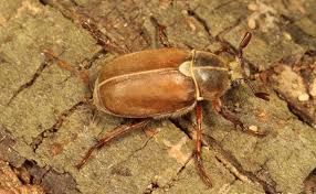 Attēlu rezultāti vaicājumam “Scarabaeidae”