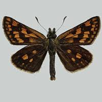 Attēlu rezultāti vaicājumam “Carterocephalus palaemon underside”