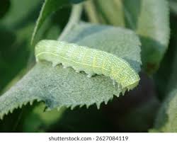 Attēlu rezultāti vaicājumam “Orthosia incerta”