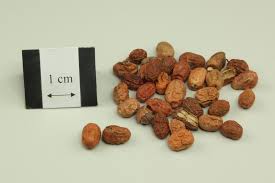 Attēlu rezultāti vaicājumam “Galega orientalis fruit”