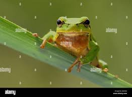 Attēlu rezultāti vaicājumam “Hyla arborea adult”