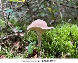 Attēlu rezultāti vaicājumam “Cantharellula umbonata”