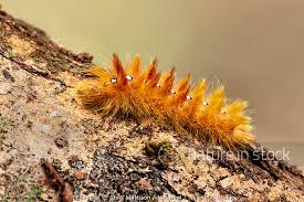 Attēlu rezultāti vaicājumam “Acronicta aceris larva”