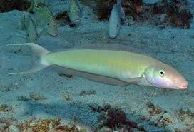 Image result for Malacanthus plumieri