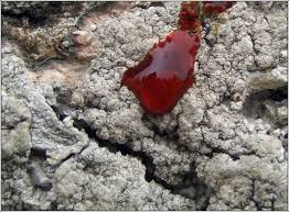 Attēlu rezultāti vaicājumam “Pertusaria coccodes”