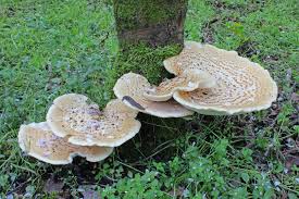 Attēlu rezultāti vaicājumam “Polyporus squamosus”