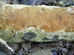 Attēlu rezultāti vaicājumam “Coniophora puteana”