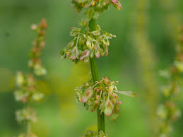 Attēlu rezultāti vaicājumam “Rumex obtusifolius flower”