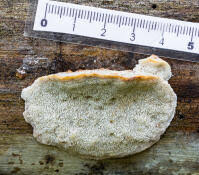 Attēlu rezultāti vaicājumam “Postia fragilis”