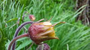 Attēlu rezultāti vaicājumam “Geum rivale bud”