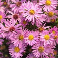 Attēlu rezultāti vaicājumam “Symphyotrichum x salignum flower”