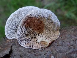 Attēlu rezultāti vaicājumam “Daedaleopsis confragosa”