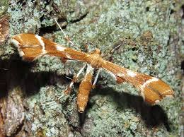 Attēlu rezultāti vaicājumam “Cnaemidophorus rhododactyla”