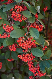 Attēlu rezultāti vaicājumam “Cotoneaster multiflorus fruit”