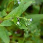 Attēlu rezultāti vaicājumam “Myosotis sparsiflora leaf”