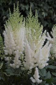 Attēlu rezultāti vaicājumam “Astilbe chinensis flower”