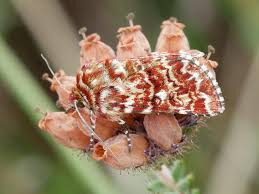 Attēlu rezultāti vaicājumam “Anarta myrtilli”