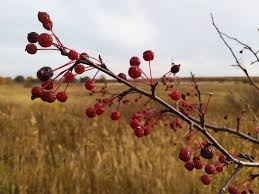 Attēlu rezultāti vaicājumam “Malus baccata fruit”