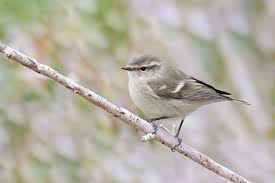 Image result for Phylloscopus humei