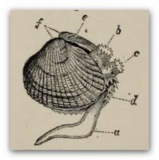 Attēlu rezultāti vaicājumam “Colloderma oculatum sessile”