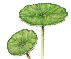 Attēlu rezultāti vaicājumam “Hydrocotyle vulgaris fruit”