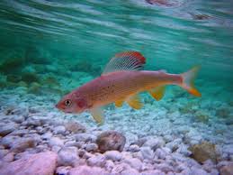 Image result for Thymallus thymallus