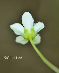 Attēlu rezultāti vaicājumam “Moehringia lateriflora flower”