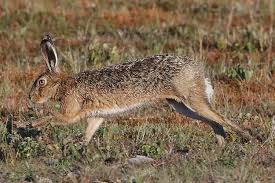 Attēlu rezultāti vaicājumam “Lepus europaeus”