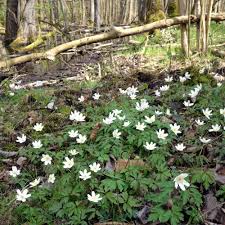 Image result for Buschwindröschen