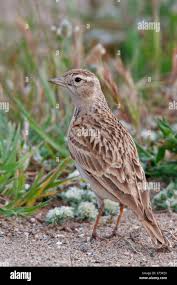 Image result for Calandrella brachydactyla