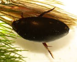 Attēlu rezultāti vaicājumam “Ilybius sp.”