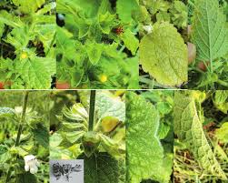 Attēlu rezultāti vaicājumam “Melissa officinalis leaf”