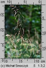 Attēlu rezultāti vaicājumam “Poa remota”