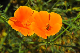 Attēlu rezultāti vaicājumam “Papaveraceae”