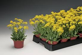 Image result for Alyssum saxatile