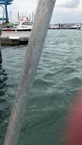 Image result for Chelsea & Fulham Sub-Aqua Club