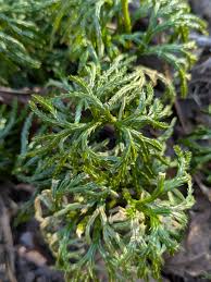 Attēlu rezultāti vaicājumam “Diphasium complanatum”