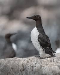 Image result for Uria aalge