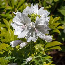 Image result for Malva moschata alba