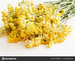 Attēlu rezultāti vaicājumam “Helichrysum arenarium flower”