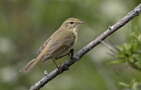 Image result for Phylloscopus ibericus