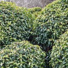 Attēlu rezultāti vaicājumam “Prunus domestica subsp. insitita”