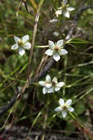 Attēlu rezultāti vaicājumam “Parnassia palustris leaf”