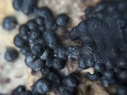 Attēlu rezultāti vaicājumam “Ruzenia spermoides”