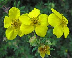 Attēlu rezultāti vaicājumam “Pentaphylloides fruticosa flower”
