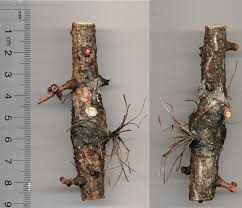 Attēlu rezultāti vaicājumam “Lachnellula willkommii”