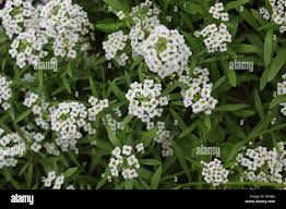 Attēlu rezultāti vaicājumam “Alyssum gmelinii”